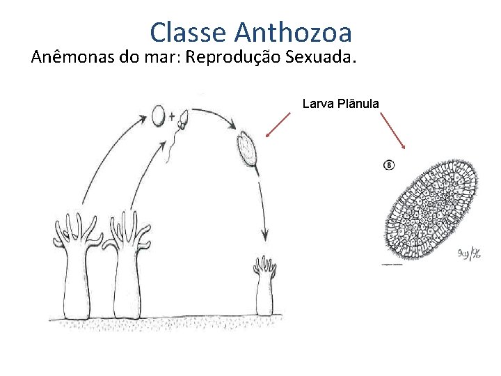 Classe Anthozoa Anêmonas do mar: Reprodução Sexuada. Larva Plânula Classe Anthozoa Anêmonas do mar: Reprodução Sexuada. Larva Plânula