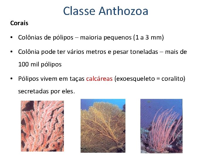 Classe Anthozoa Corais • Colônias de pólipos – maioria pequenos (1 a 3 mm)