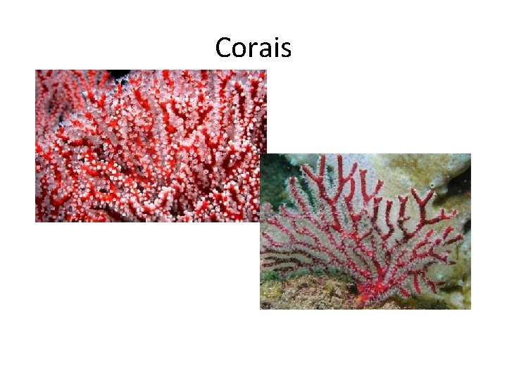 Corais Corais