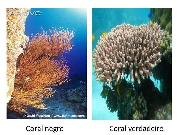 Coral negro Coral verdadeiro Coral negro Coral verdadeiro