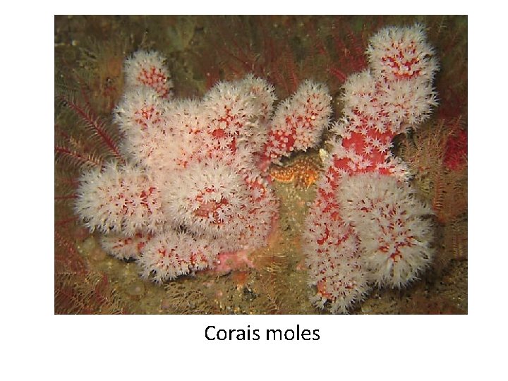Corais moles 