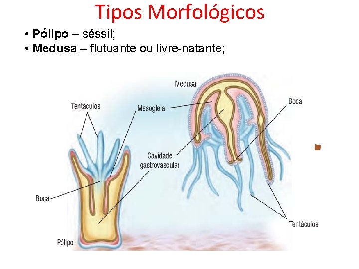 Tipos Morfológicos • Pólipo – séssil; • Medusa – flutuante ou livre-natante; 
