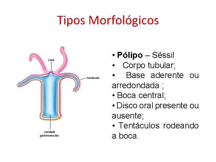 Tipos Morfológicos • Pólipo – Séssil • Corpo tubular; • Base aderente ou arredondada Tipos Morfológicos • Pólipo – Séssil • Corpo tubular; • Base aderente ou arredondada