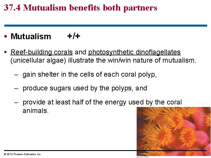 37. 4 Mutualism benefits both partners § Mutualism +/+ § Reef-building corals and photosynthetic