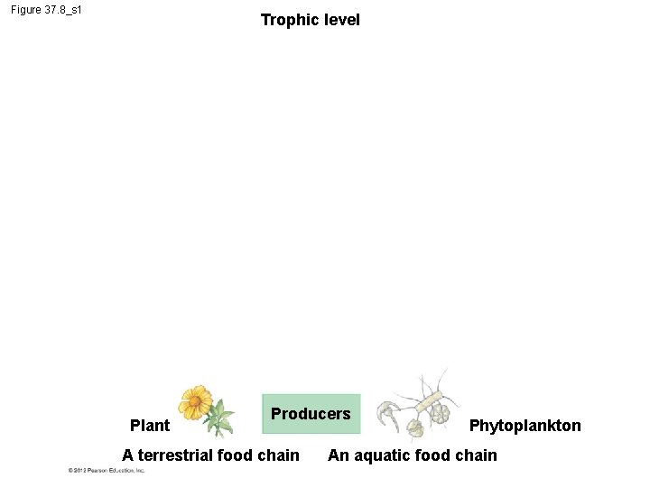 Figure 37. 8_s 1 Trophic level Plant Producers A terrestrial food chain Phytoplankton An