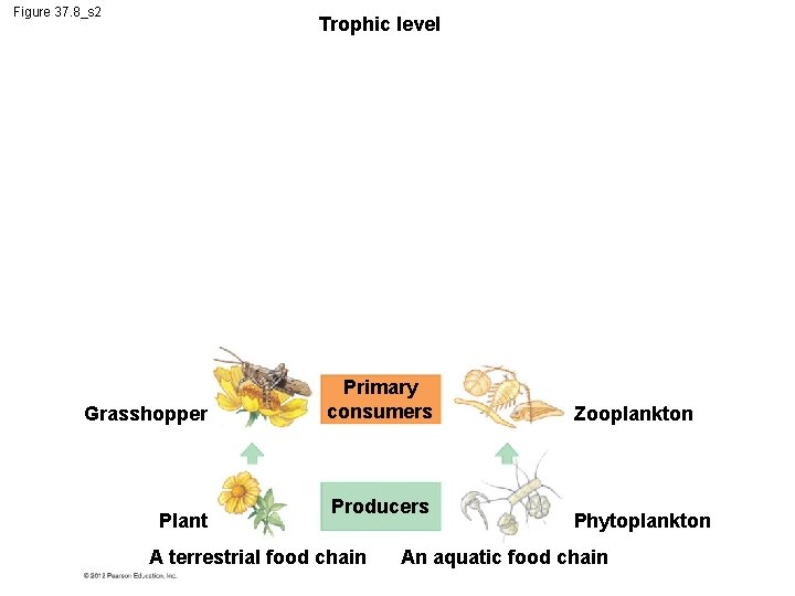 Figure 37. 8_s 2 Trophic level Grasshopper Plant Primary consumers Producers A terrestrial food