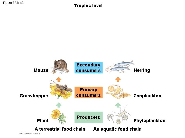 Figure 37. 8_s 3 Trophic level Mouse Secondary consumers Herring Grasshopper Primary consumers Zooplankton