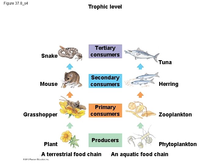 Figure 37. 8_s 4 Trophic level Snake Tertiary consumers Tuna Mouse Secondary consumers Herring