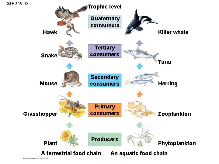 Figure 37. 8_s 5 Trophic level Quaternary consumers Hawk Snake Killer whale Tertiary consumers