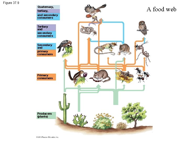 Figure 37. 9 Quaternary, tertiary, and secondary consumers Tertiary and secondary consumers Secondary and