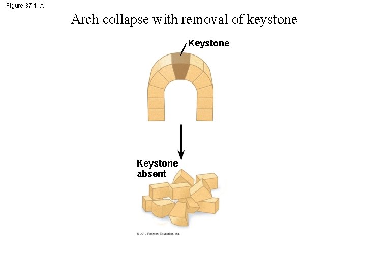 Figure 37. 11 A Arch collapse with removal of keystone Keystone absent 