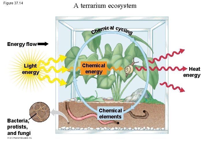 Figure 37. 14 A terrarium ecosystem emical cycling h C Energy flow Light energy