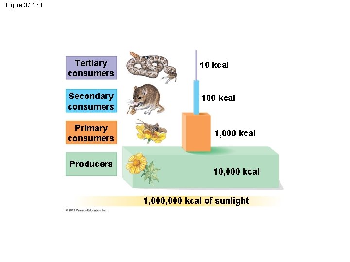 Figure 37. 16 B Tertiary consumers 10 kcal Secondary consumers 100 kcal Primary consumers