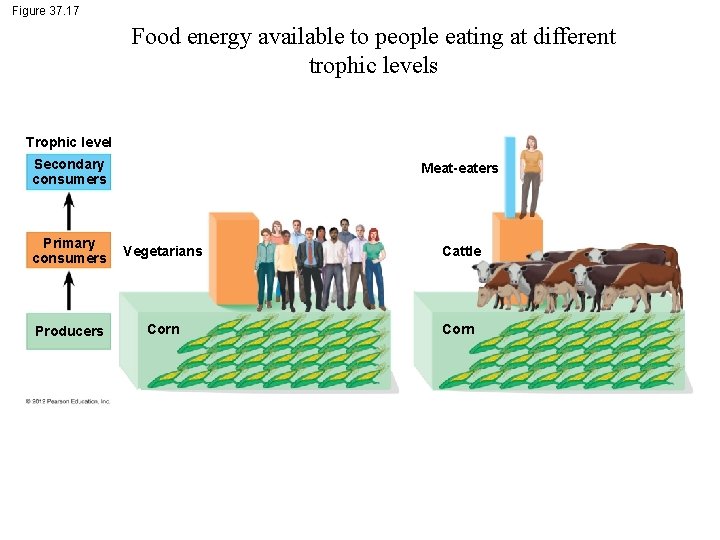 Figure 37. 17 Food energy available to people eating at different trophic levels Trophic