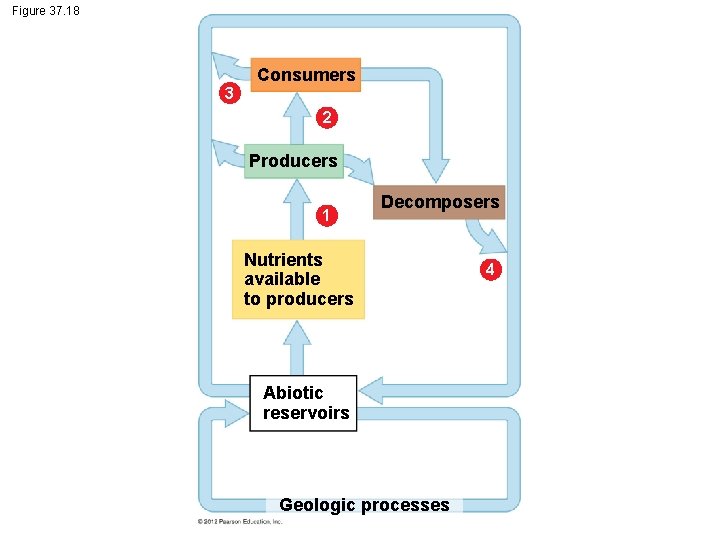 Figure 37. 18 3 Consumers 2 Producers 1 Decomposers Nutrients available to producers Abiotic