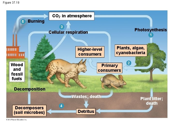 Figure 37. 19 5 Burning CO 2 in atmosphere 3 Photosynthesis Cellular respiration 1