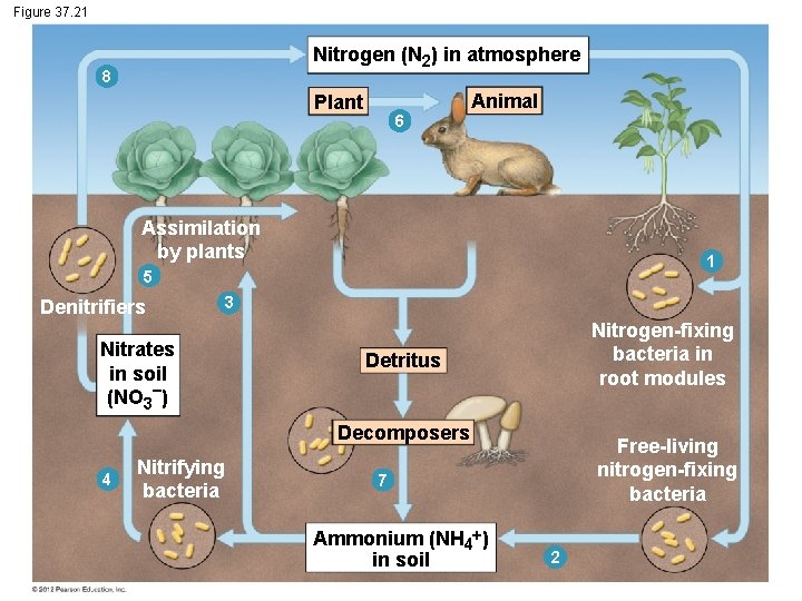 Figure 37. 21 Nitrogen (N 2) in atmosphere 8 Animal Plant 6 Assimilation by