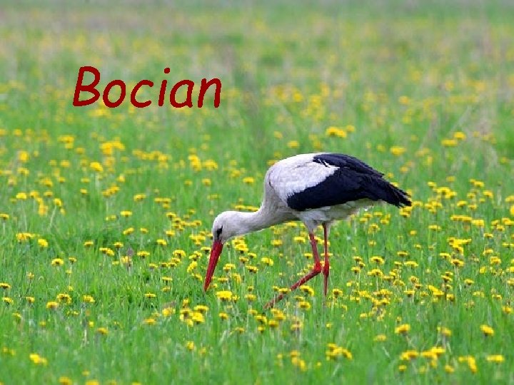 Bocian 