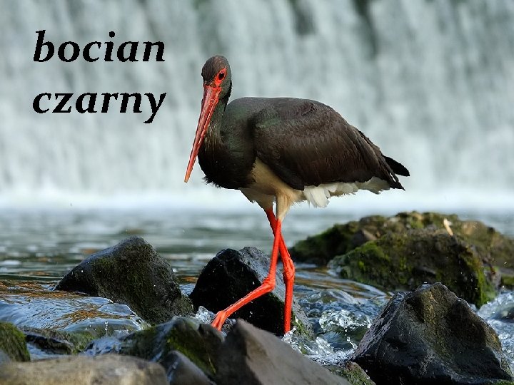 bocian czarny 