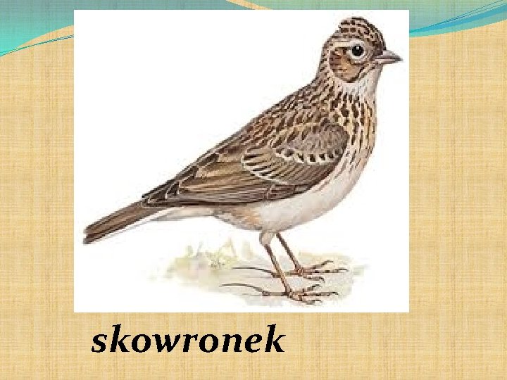 skowronek skowronek