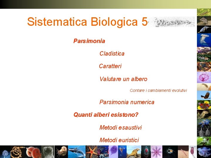 Sistematica Biologica 5 Parsimonia Cladistica Caratteri Valutare un albero Contare i cambiamenti evolutivi Parsimonia