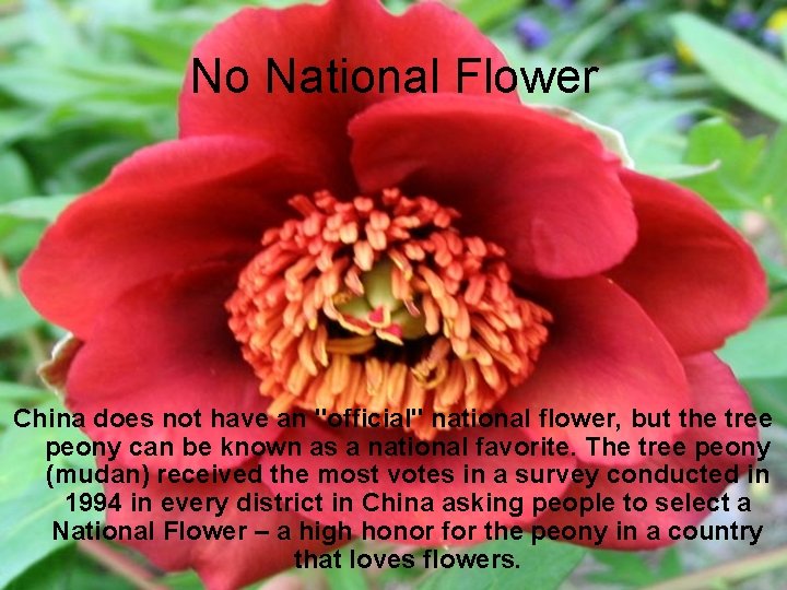 No National Flower China does not have an "official" national flower, but the tree