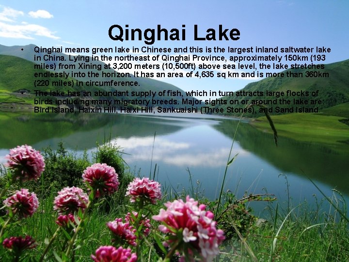 Qinghai Lake • • Qinghai means green lake in Chinese and this is the