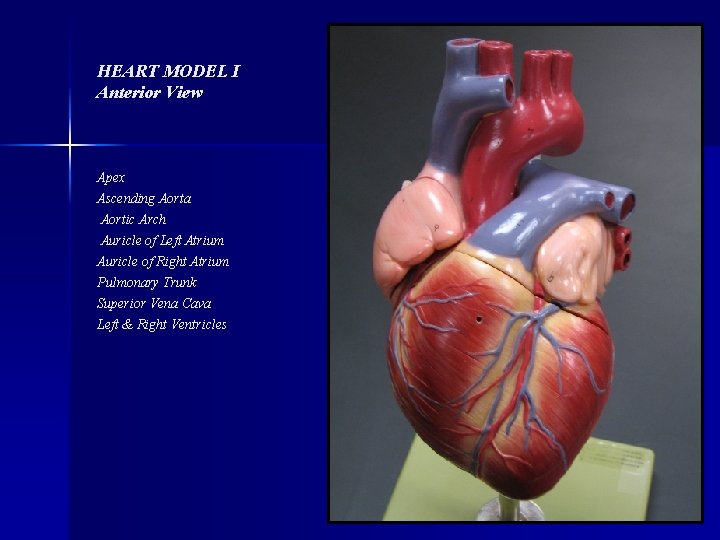 HEART MODEL I Anterior View Apex Ascending Aorta Aortic Arch Auricle of Left Atrium