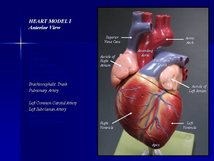 HEART MODEL I Anterior View Superior Vena Cava Apex Aortic Arch Ascending Aorta Auricle