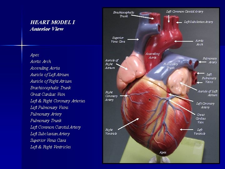 Left Common Carotid Artery Brachiocephalic Trunk HEART MODEL I Anterior View Left Subclavian Artery