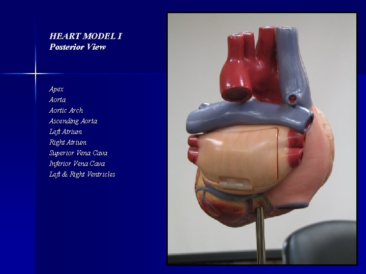 HEART MODEL I Posterior View Apex Aorta Aortic Arch Ascending Aorta Left Atrium Right