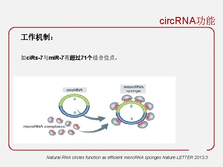 circ. RNA功能 作机制： 如ci. Rs-7与mi. R-7有超过71个结合位点。 Natural RNA circles function as efficient micro. RNA