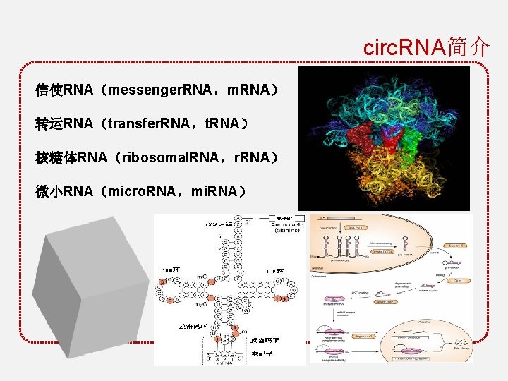 circ. RNA简介 信使RNA（messenger. RNA，m. RNA） 转运RNA（transfer. RNA，t. RNA） 核糖体RNA（ribosomal. RNA，r. RNA） 微小RNA（micro. RNA，mi. RNA）