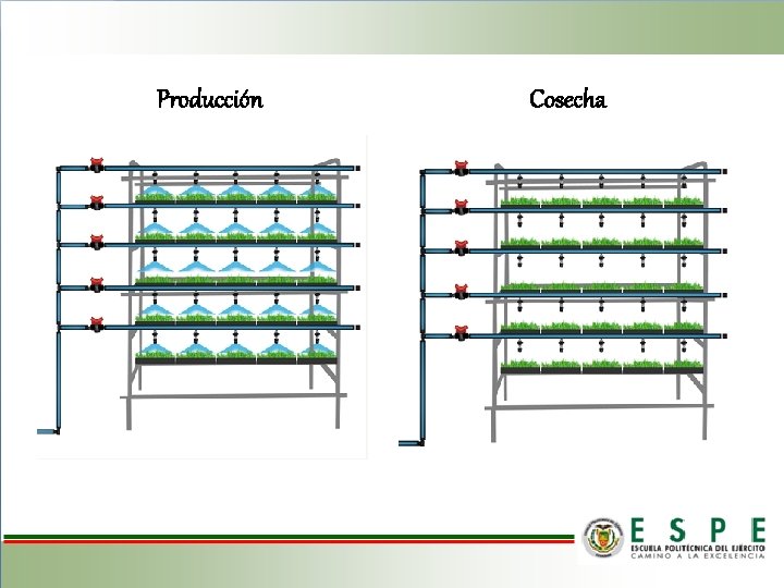 Producción Cosecha 