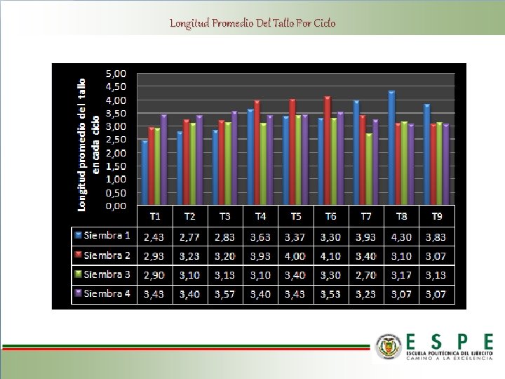 Longitud Promedio Del Tallo Por Ciclo 