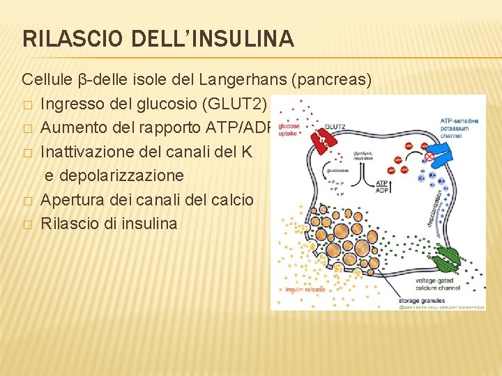 RILASCIO DELL’INSULINA Cellule β-delle isole del Langerhans (pancreas) � Ingresso del glucosio (GLUT 2)