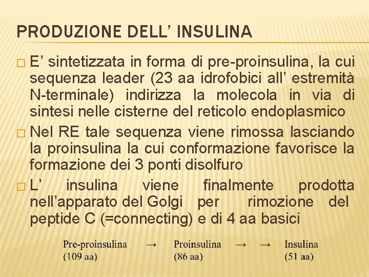 PRODUZIONE DELL’ INSULINA � E’ sintetizzata in forma di pre-proinsulina, la cui sequenza leader