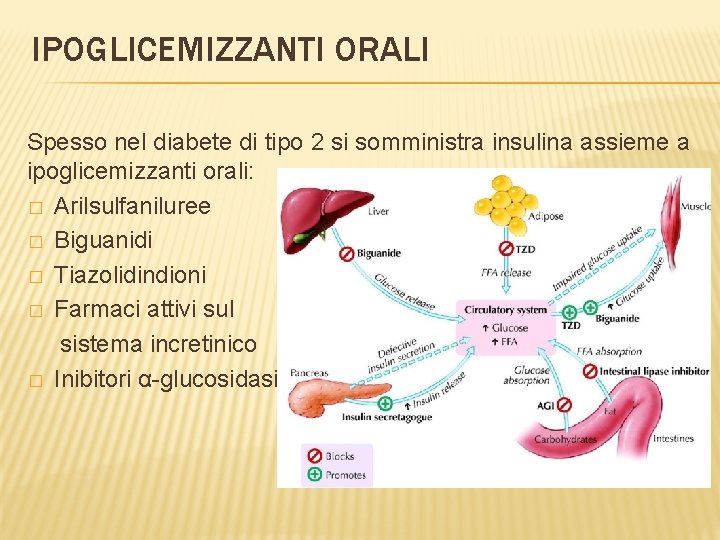 IPOGLICEMIZZANTI ORALI Spesso nel diabete di tipo 2 si somministra insulina assieme a ipoglicemizzanti
