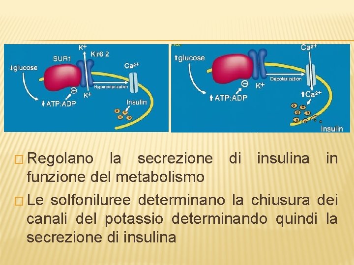 � Regolano la secrezione di insulina in funzione del metabolismo � Le solfoniluree determinano