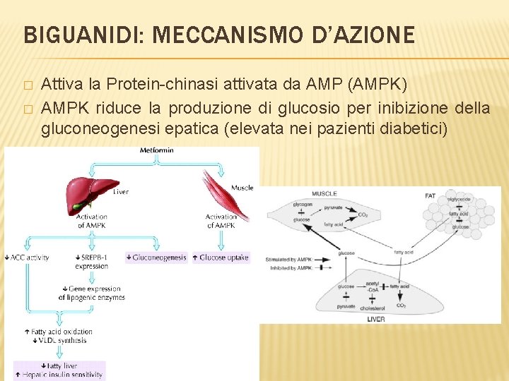 BIGUANIDI: MECCANISMO D’AZIONE � � Attiva la Protein-chinasi attivata da AMP (AMPK) AMPK riduce