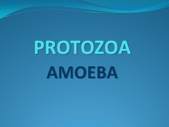 PROTOZOA AMOEBA 