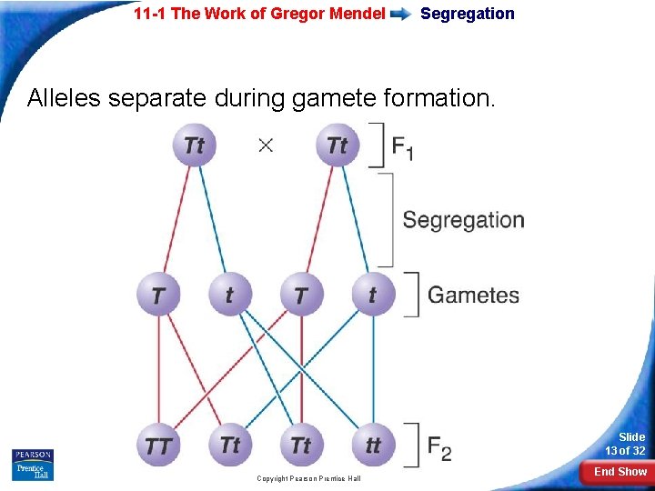 11 -1 The Work of Gregor Mendel Segregation Alleles separate during gamete formation. Slide