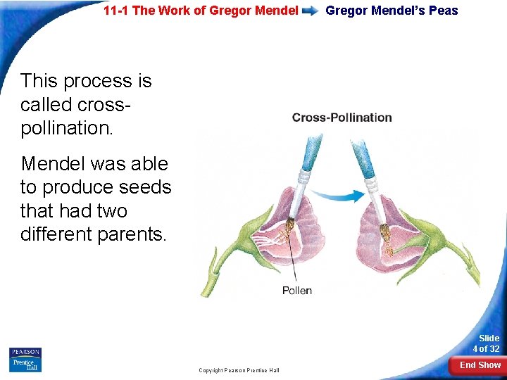 11 -1 The Work of Gregor Mendel’s Peas This process is called crosspollination. Mendel