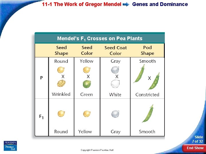 11 -1 The Work of Gregor Mendel Genes and Dominance Mendel’s F 1 Crosses