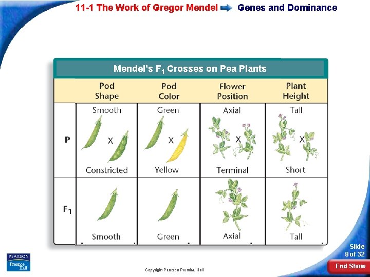 11 -1 The Work of Gregor Mendel Genes and Dominance Mendel’s Seven F 1