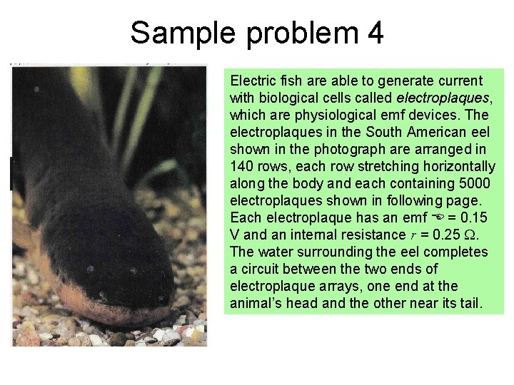 Sample problem 4 Electric fish are able to generate current with biological cells called