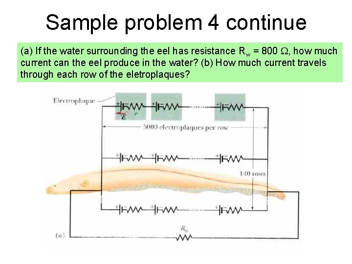 Sample problem 4 continue (a) If the water surrounding the eel has resistance Rw