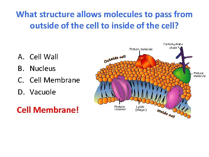 What structure allows molecules to pass from outside of the cell to inside of