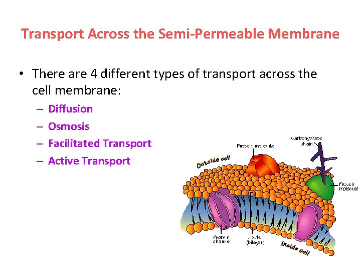 Transport Across the Semi-Permeable Membrane • There are 4 different types of transport across