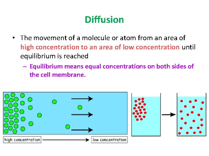 Diffusion • The movement of a molecule or atom from an area of high
